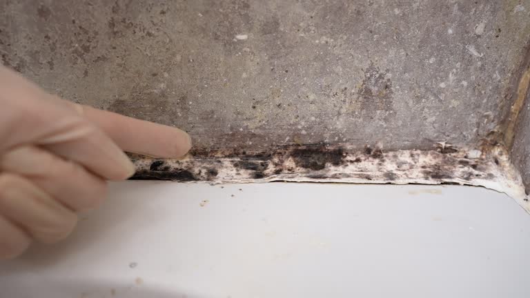 Best Mold Odor Removal Services  in Montecito, CA