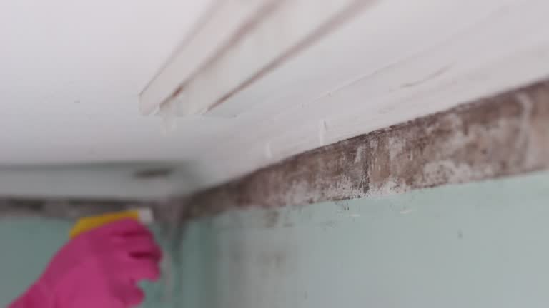 Best Mold Documentation for Insurance Claims  in Montecito, CA